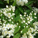 Deutzia x lemoinei 'Compacta' P2A